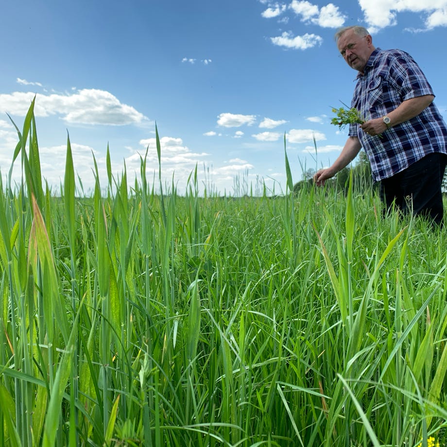 Eine ruhige, von Kiefern gesäumte Bergstraße, die zu atemberaubenden Alpengipfeln führt.